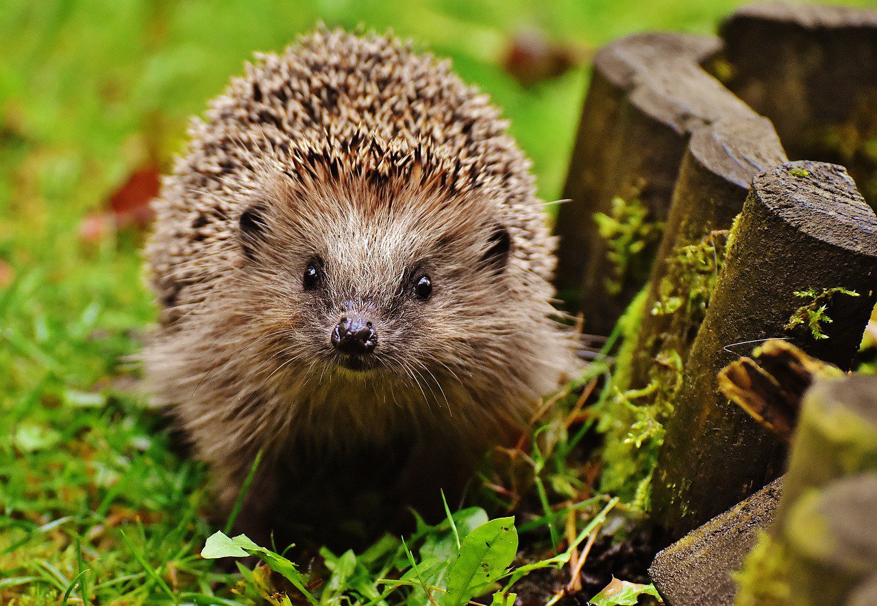 a-hedgehog-friendly-garden