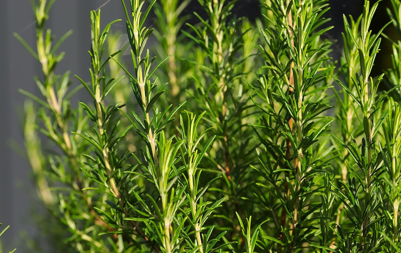 herb-cuttings-rosemary